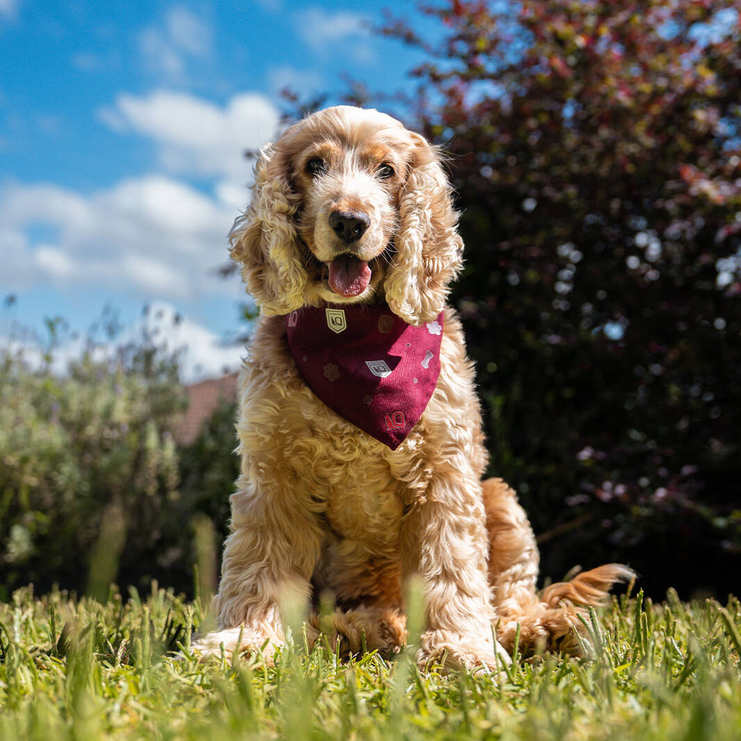 2026 Pet Membership2