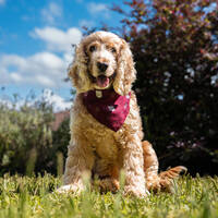 2026 Pet Membership2